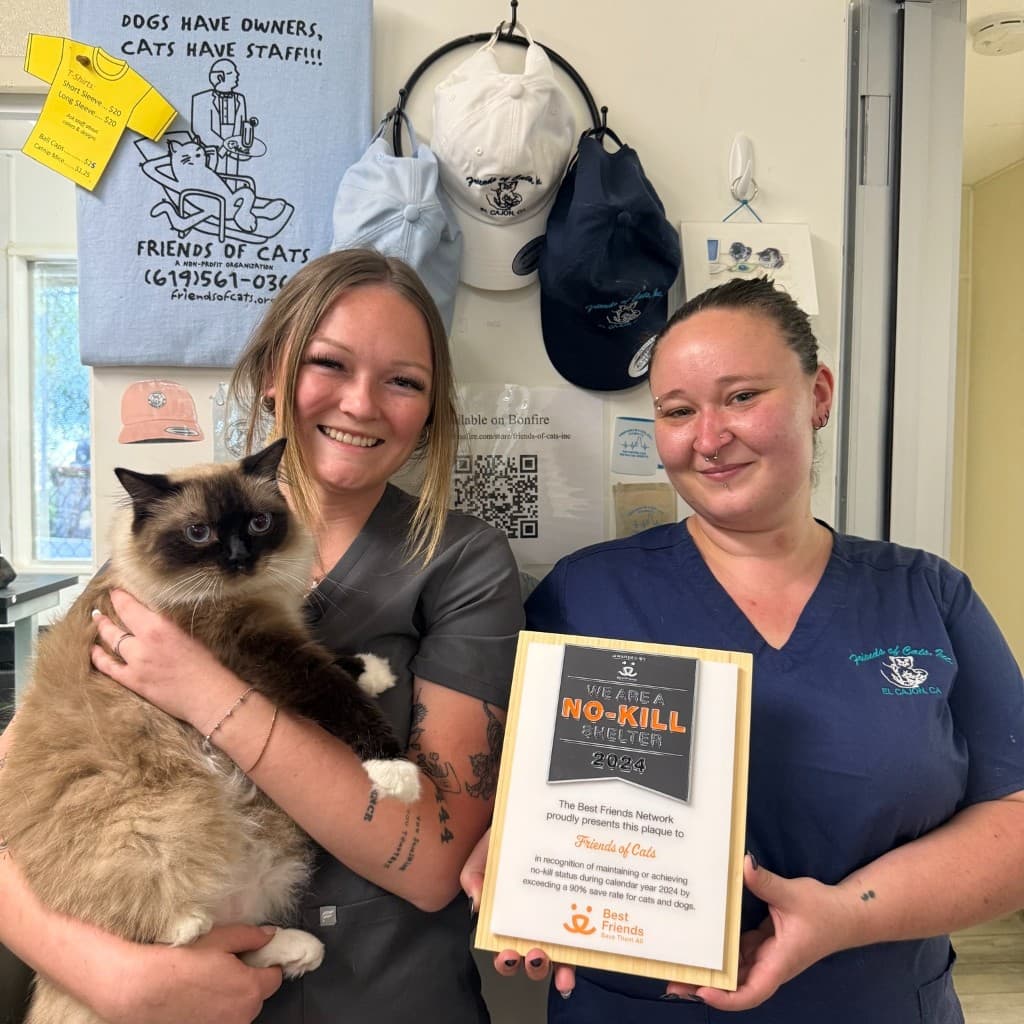 Friends of Cats staff with rescue animals on a San Diego news segment