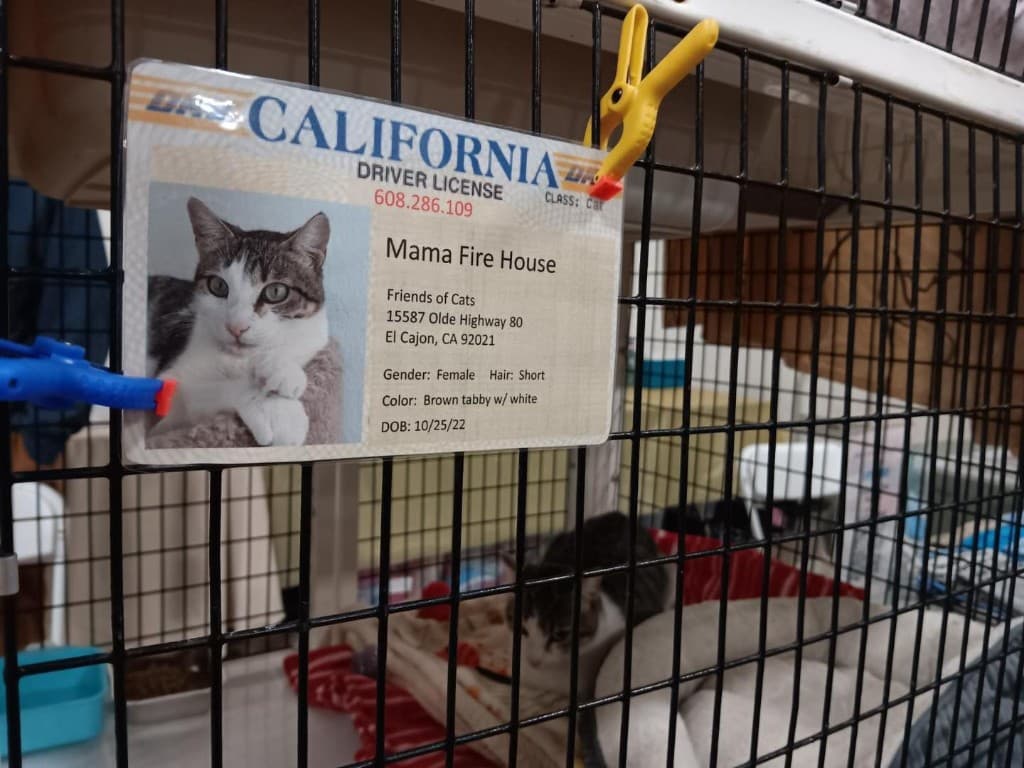 Volunteer at the shelter during the holiday season with donated supplies