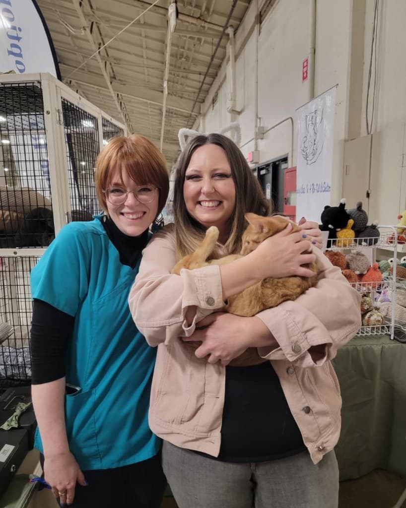 Adorable shelter cat wearing a lion mane costume