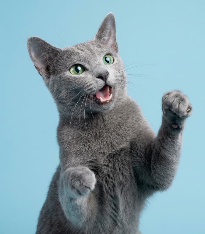A rescue animal at the Friends of Cats shelter