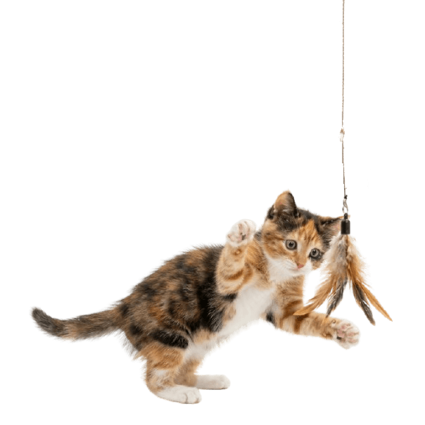 A playful cat ready for adoption