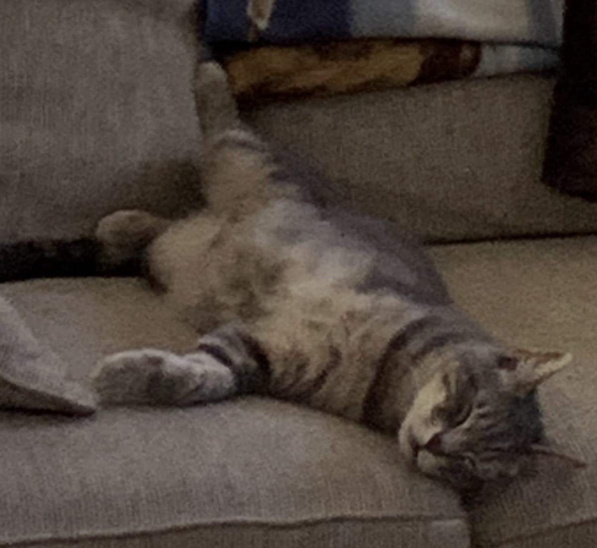 When Disaster Strikes, Cats Are Among the Most Vulnerable