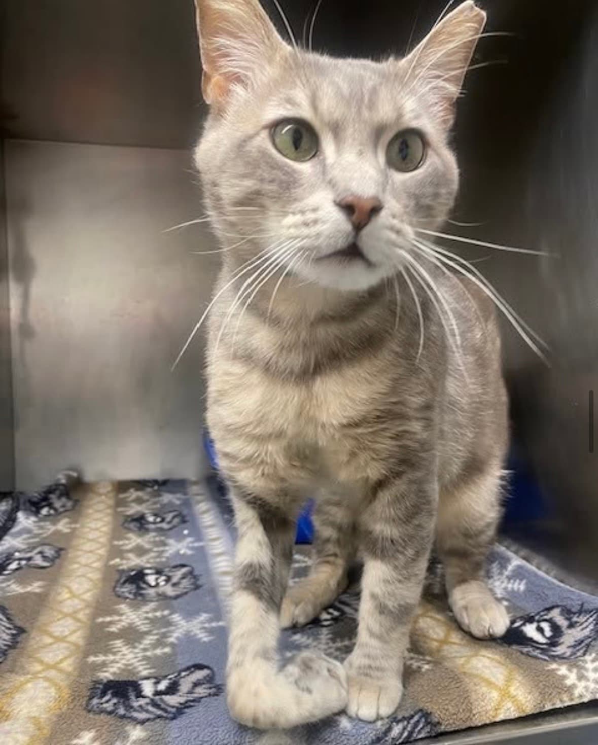 Meet Alamo: A Survivor Who Refused to Give Up