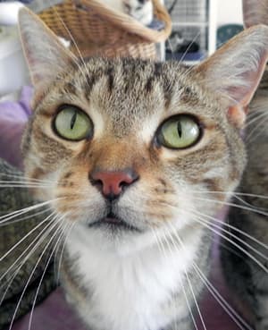 A Cat in Critical Condition