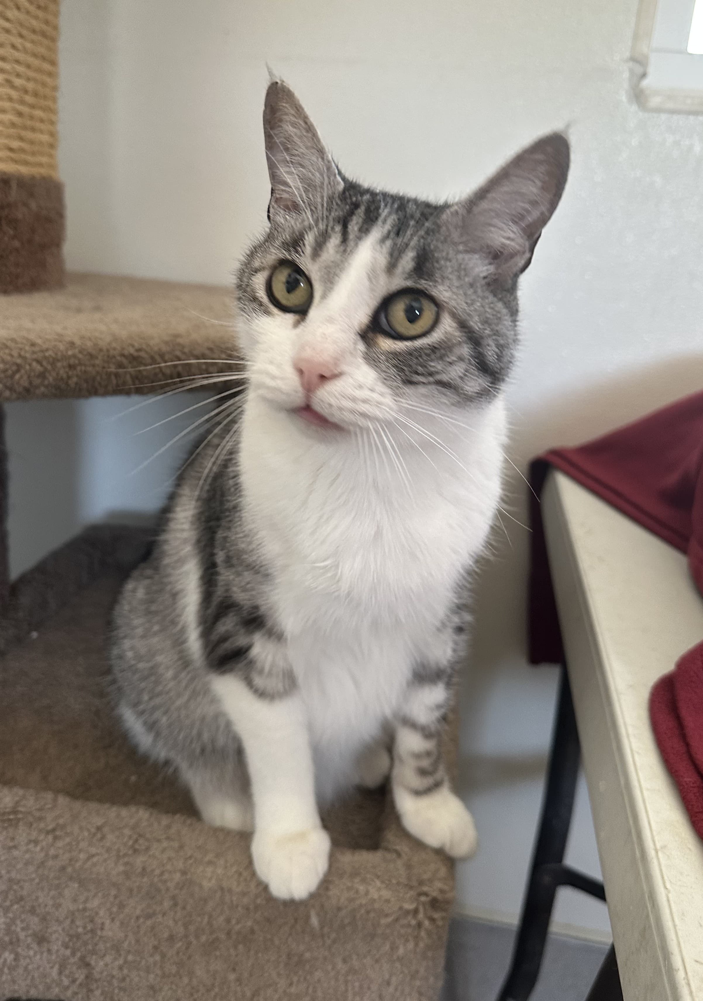 Cloud, sanctuary resident