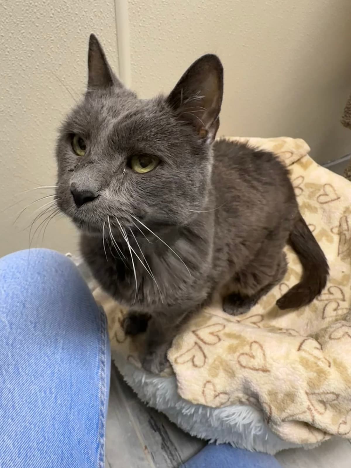 Misty looking up beside a person, standing on her soft bed