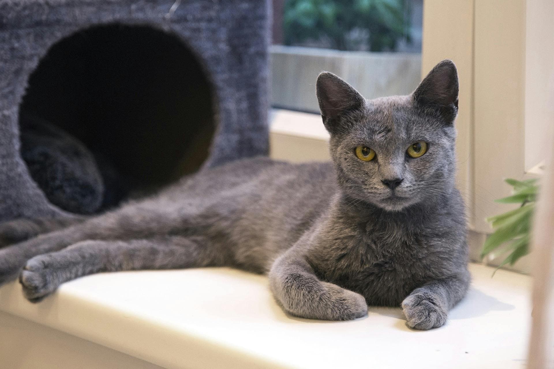 Mr. Meowsworth