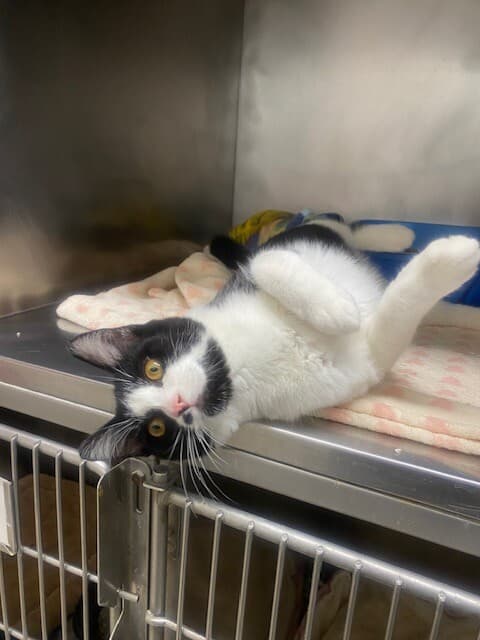 Pets of the Week: Babe, Electron, Mimi and Maximus