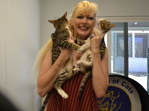 Friends of Cats bring people and furry friends together at second Cinco de Meow event