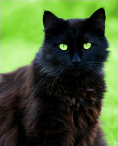 GreenEyedCat-300x370